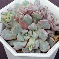 Echeveria subcorymbosa Lau.  030 サブコリンボサ、ラウ030開花ステージ苗（167-2）