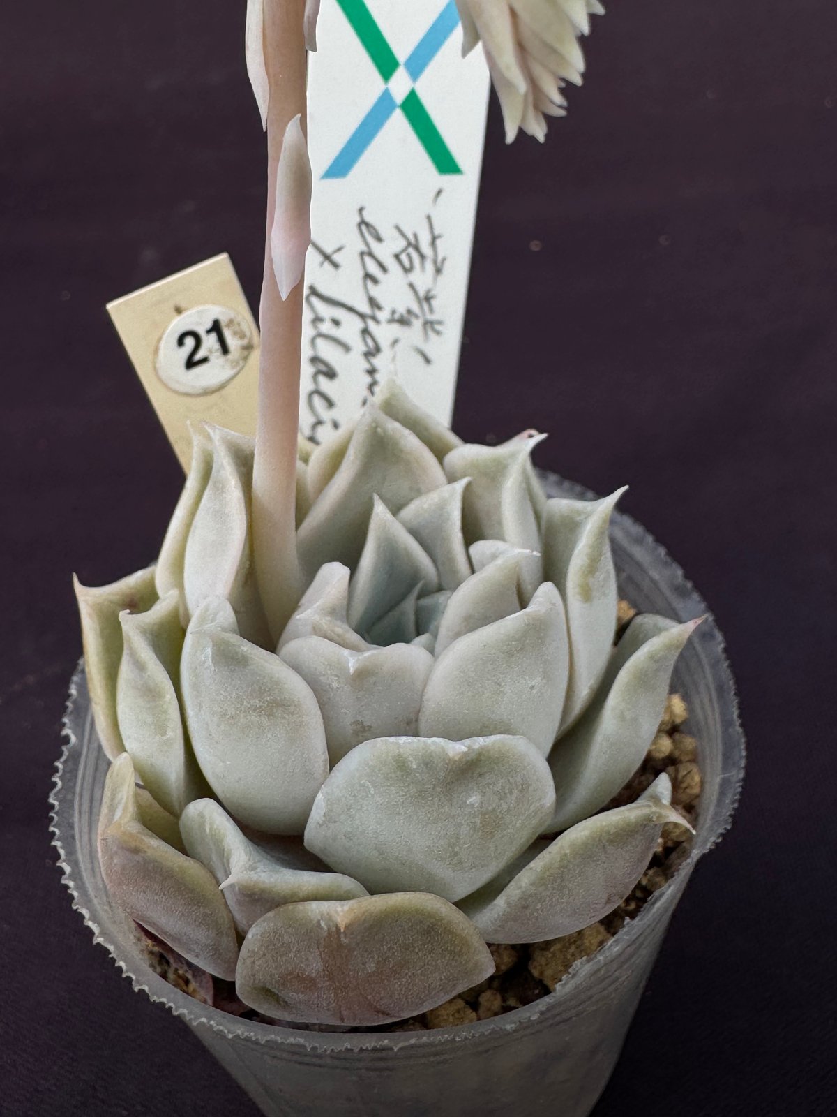 E. '若紫' Echeveria elegans ,La.Paz.x lilacina（1