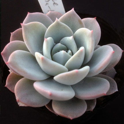 E. スウィートハート Echeveria Sweet Heart (laui x 碧牡丹