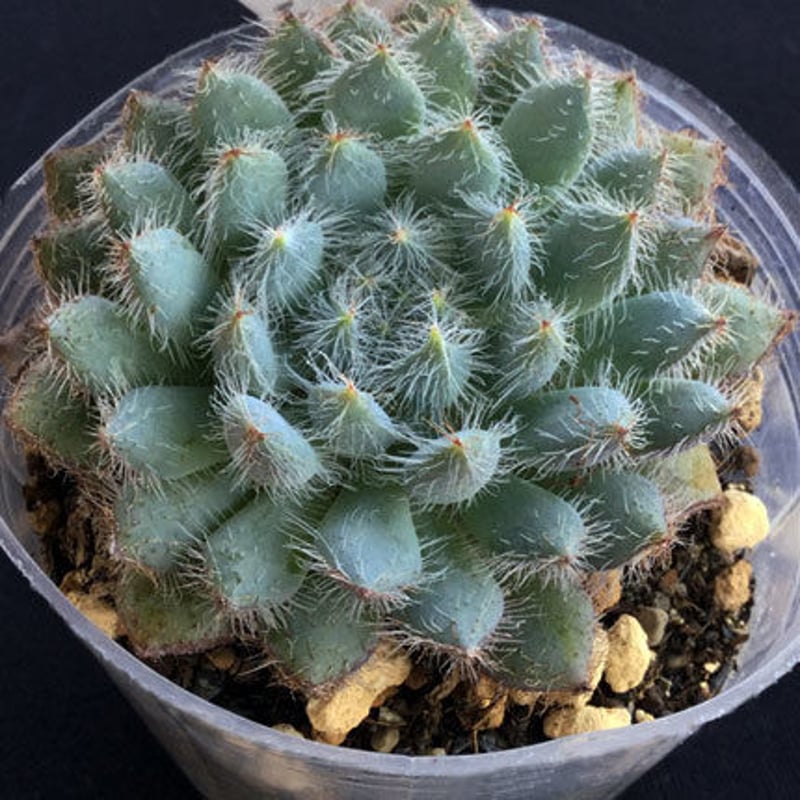 セトーサミノール setosa var. minoor (021) | sabotenso