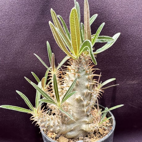 Pachypodium rosulatum V, gracilius  パキポデューム ロスラツーム グラシリス 実生（P01）