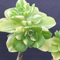 Aeonium’ 蝶’ 羽兼交配 ゴーチアエ×サンカップ(愛染錦)（Ae01）