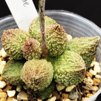 Adromischus mirianiae herrei green form / マリアンナエ ヘレ― グリーン フォーム (A05)