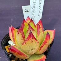 Echeveria ’Ebony’  かがやき（186）