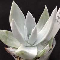 E. 'Bells' E. colorata (堀川) x chihuahuaensis