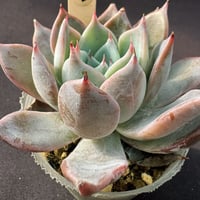 E.クスピダータメンチヤカ  x コロラータ Echeveria cuspidata,Menchaca  x colorata（159）