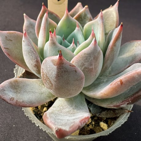 E.クスピダータメンチヤカ  x コロラータ Echeveria cuspidata,Menchaca  x colorata（159）