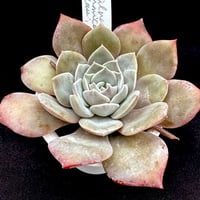 E. 銀名色 x laui  Echeveria colorata ’Silver laui’（171）