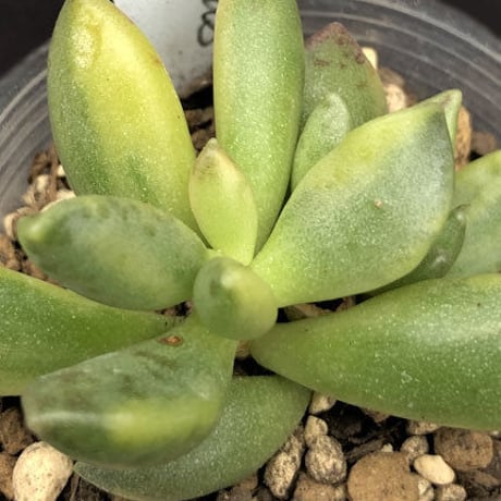 Adromischus hemisphaericus f. variegata / 松虫錦 (A17)