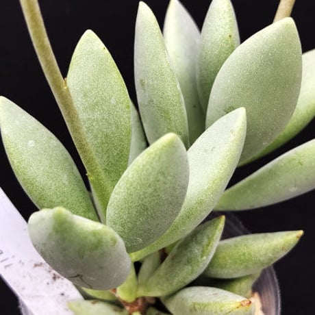 Adromischus  liebenbergii / リーベンベルギー (24)