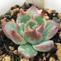 E.チワワエンシス スペシャルレッド小苗   Echeveria Chihuahuaensis 'Special Red' （124）