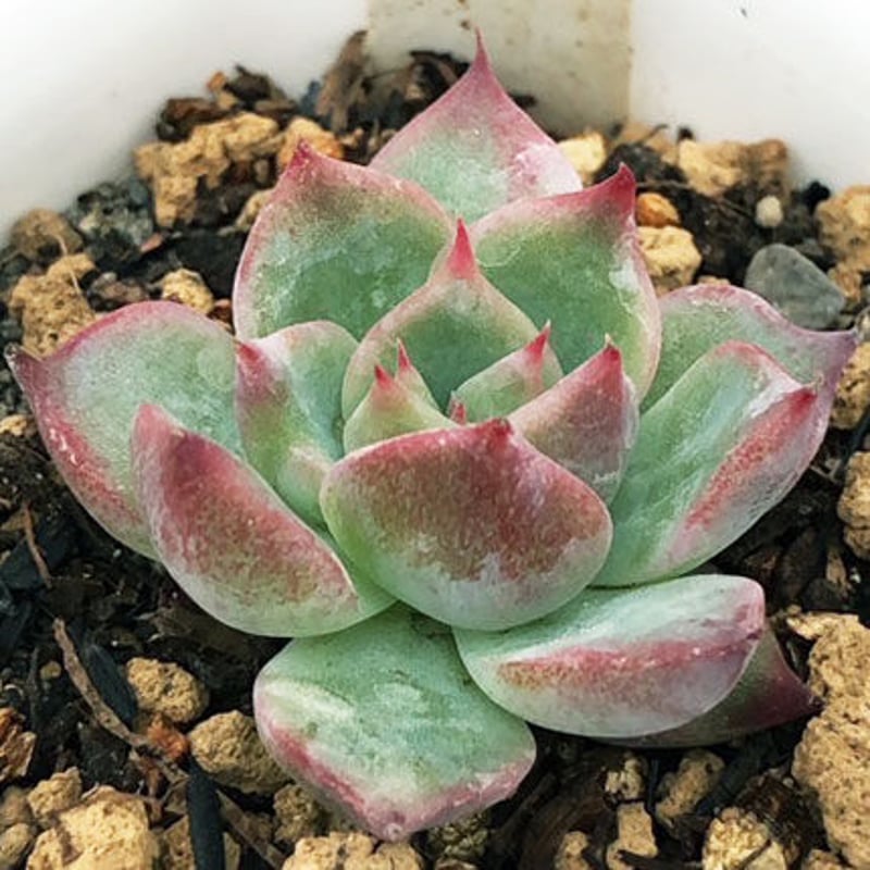 E.チワワエンシス スペシャルレッド小苗 Echeveria Chihuahuaensis