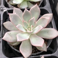 中里リンゼアナ lindsayana (115) | sabotensoudanshitsu