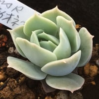 洋書 ECHEVERIA CULTIVARS | sabotensoudanshitsu H