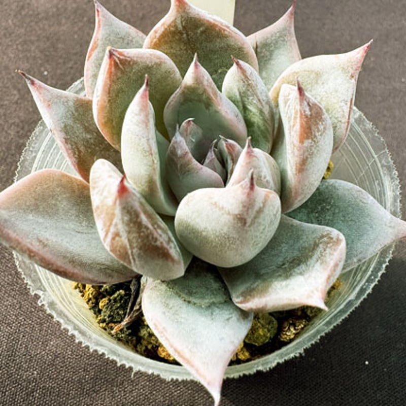 E.クスピダータメンチヤカ x コロラータ Echeveria cuspidata,Menc