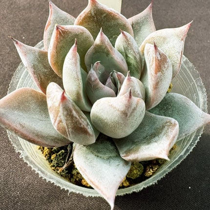 E.クスピダータメンチヤカ x コロラータ Echeveria cuspidata,Menc