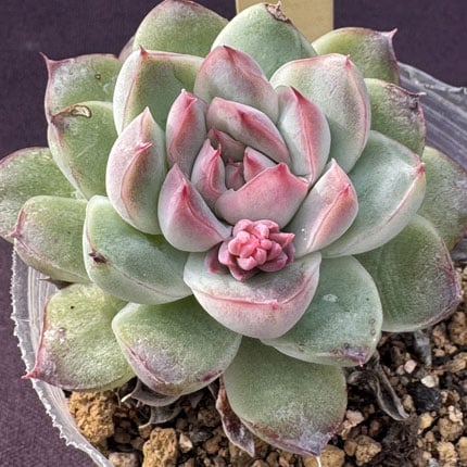 E. 遥香'羽兼交配 pulidonis,Veracruz (w)x kesselringia