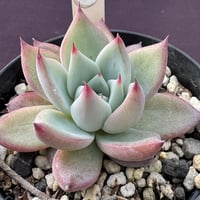 Echeveria colorata fa.colorata 原種（180）
