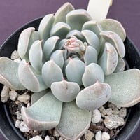 E. 月迫のバラ、根岸交配  Echeveria Kesselringiana x sp No.15 (204)