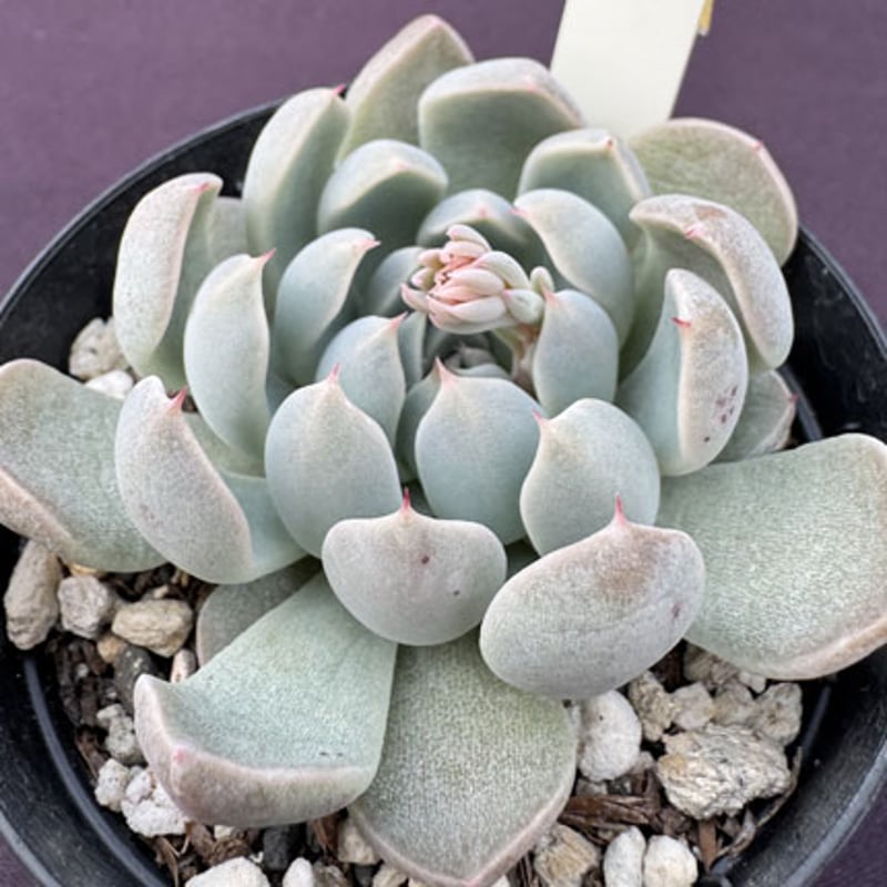 E. 月迫のバラ、根岸交配 Echeveria Kesselringiana x sp No