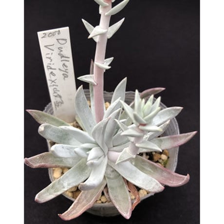 Dudleya Viride  x  brittoni（仙女盃） (D101)