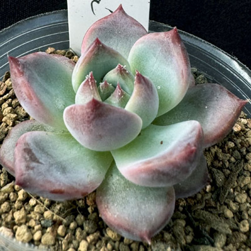 E.コロラータ アウテンティカ Echeveria colorata 