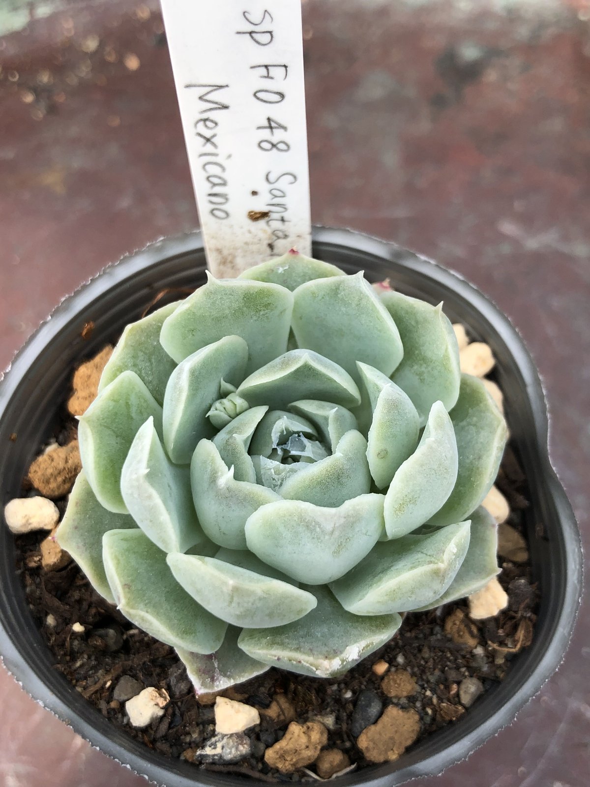 エケベリア 原種 sp FO48 サンタマリア koehres 輸入種子 実生苗 sp FO