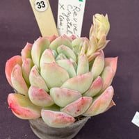 E. ’Revue’レビュー Echeveria Crystal x laui（188）