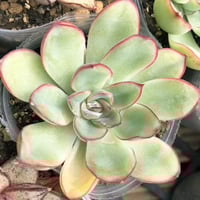 E.プリドニス イダルゴ（ゴンザレス）Echeveria pulidonis,Hidalgo（ゴンザレス）（144）