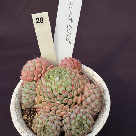 Echeveria 'Vincent Catto'（187） | sabotensoudans