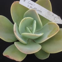 E.ラウイ × パリダ  Echeveria laui x pallida (043)