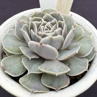 E. ’紫の上’ E.elegans,La. Paz. x shaviana（182）