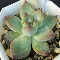E.コロラータ デザートハーモニー Echeveria colorata'Desert Ha E.コロラータ デザートハーモニー Echeveria colorata'Desert Ha