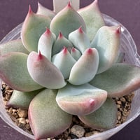 E. colorata,Ferreria de Tula新産地原種、コロラータフェレリア、デ、ツーラ（183）