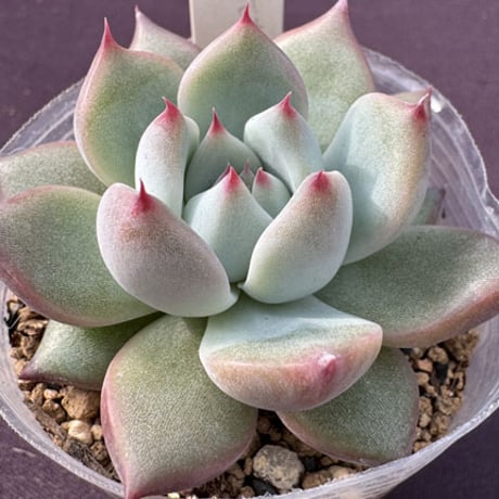 E. colorata,Ferreria de Tula新産地原種、コロラータフェレリア、デ、ツーラ（183）