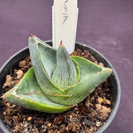 アガベ デァアブロ　本物 457d8f9d5b14a65524ff30b4916e0a