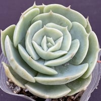 E. ルンヨニー、グリーンフォーム原種   Echeveria runyonii’Monst’ (206)