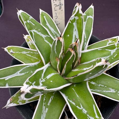 アガベ・笹の雪（抜き苗）③ アガベ 笹の雪 NO-03① | hanayoshi-botanical