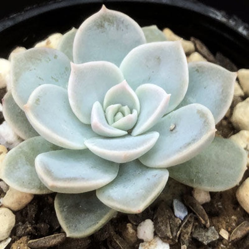 Sedum sinforosanum（157） | sabotensoudanshitsu H