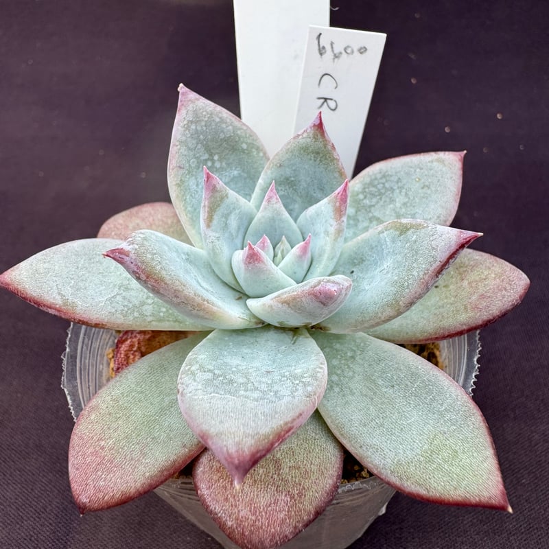 E. コロラータ ルーフ（実生） Echeveria colorata 'Roof'（166）