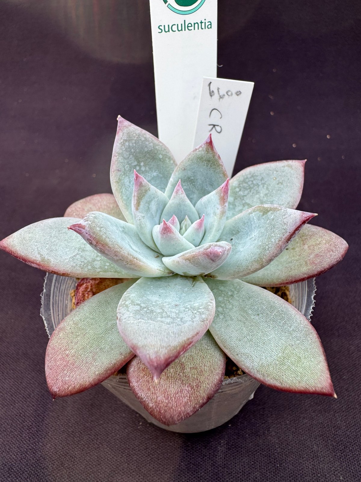 E. コロラータ ルーフ(実生) Echeveria colorata 'Roof'(166) E. コロラータ ルーフ(実生) Echeveria colorata 'Roof'(166)
