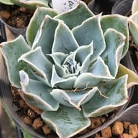 E.シムランス、ラグナサンチェス（ゴンザレス） Echeveria simulans L.S.（ゴンザレス）（140)
