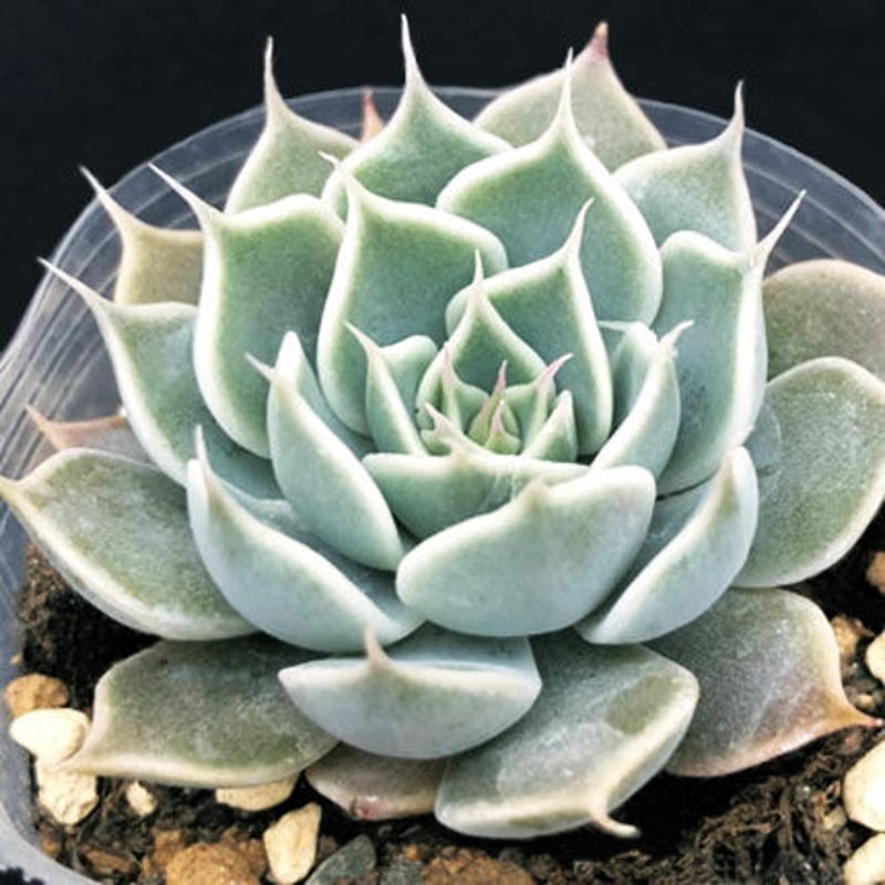 多肉植物　淡雪綴化（ツヅリカ） 多肉植物 淡雪綴化（ツヅリカ） 淡雪｜🍀GreenSnap（グリーンスナップ）