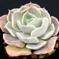 E.ホワイトゴーストモンスト  Echeveria 'White Ghost' monst（137）