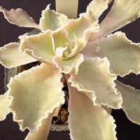 Echeveria shaviana,Peregrina 原種  E. シャビアナペレグリナ（174）