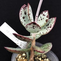 E.コロラータ デザートハーモニー Echeveria colorata'Desert Ha