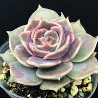 E.ラウイxラコロ Echeveria laui x la-colo (052) | sa...