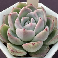 Echeveria kesselringiana x 臼田lindsayana 羽兼交配、E. ケッセルリンギアナx 臼田リンゼアナ（175）
