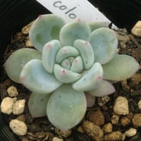 葉挿し苗✨コロラータデザートハーモニー✨ 葉挿し苗✨コロラータデザート