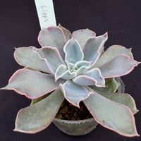 葉挿し苗✨コロラータデザートハーモニー✨ 葉挿し苗✨コロラータデザートハーモニー✨ 葉挿し苗✨コロラータ